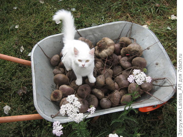 Свекла посчитана, что дальше?