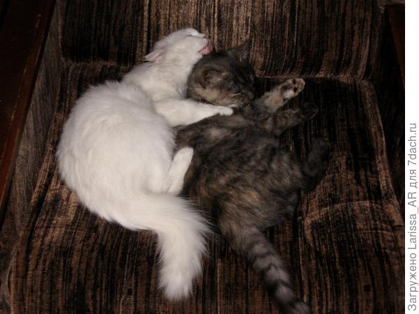 Венера и Рыська