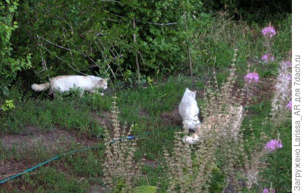 На охоте. Внимание, обходим мышарию с трех сторон
