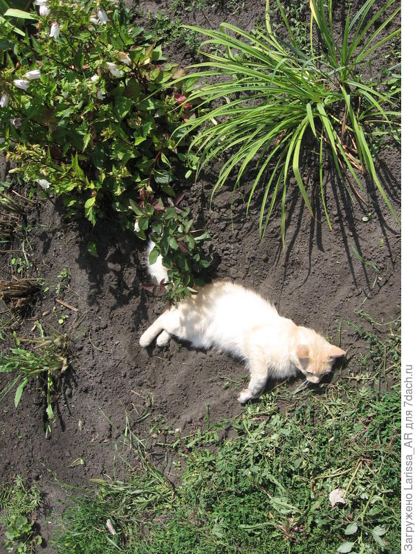 Спит на солнышке