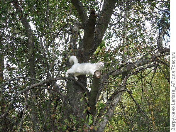 Высоко сижу, далеко гляжу
