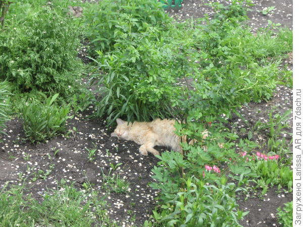 Спит в тени