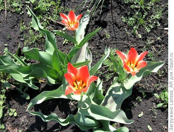 Тюльпан Czaar Peter