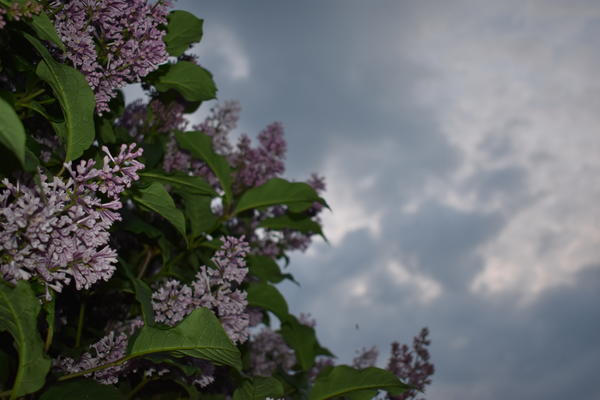 На фоне вечернего неба...