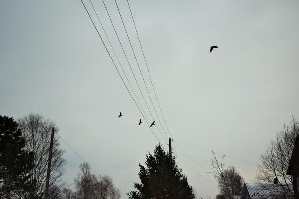 Нотки разлетелись