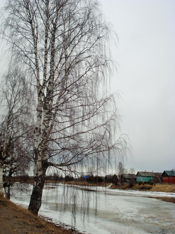 Берёзка белая на берегу реки