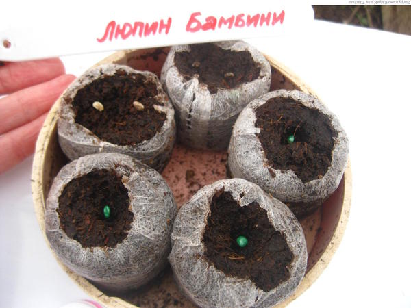 Люпин 19 марта