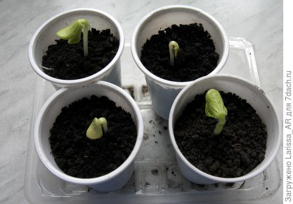 Фиголистная тыква проросла, сегодня сфотала