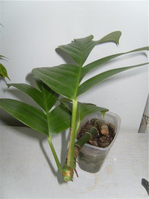 Фото с одного из цветочных форумов bestflowers.ru - Рафидофора.