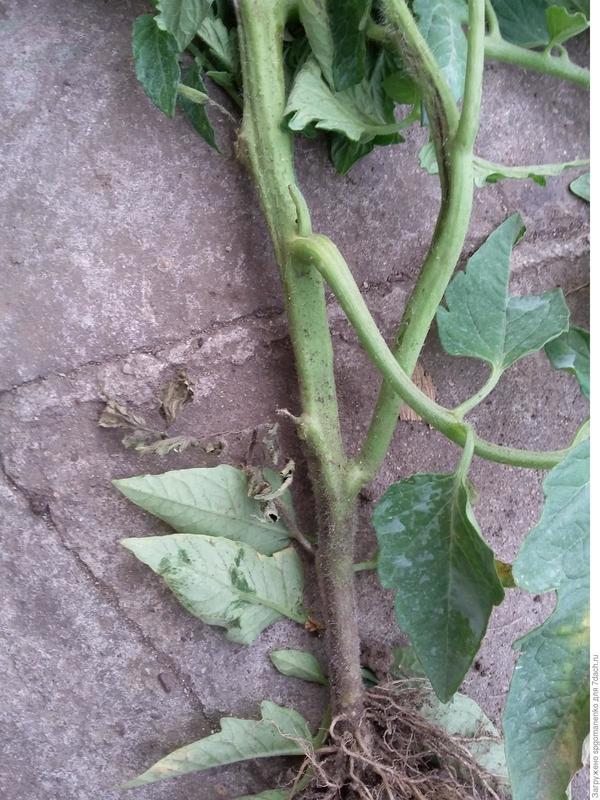 Нижняя часть