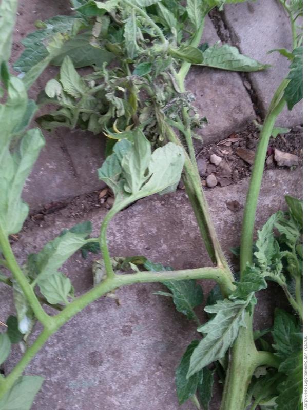 Средняя часть