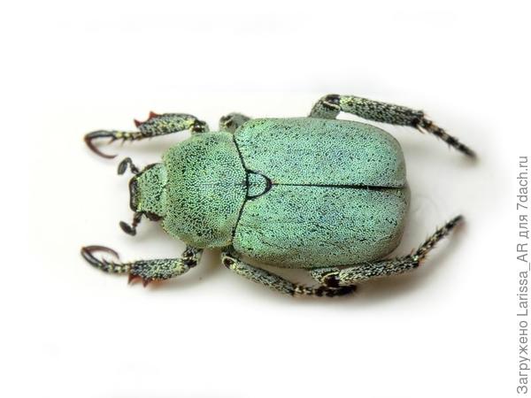 Гоплия крошка