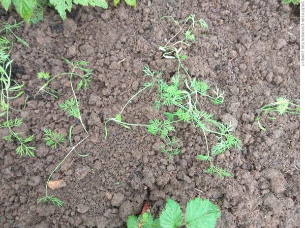 После пересадки