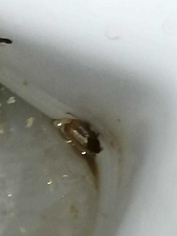 Таракан ли это?