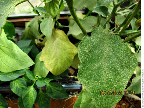 Лист поближе