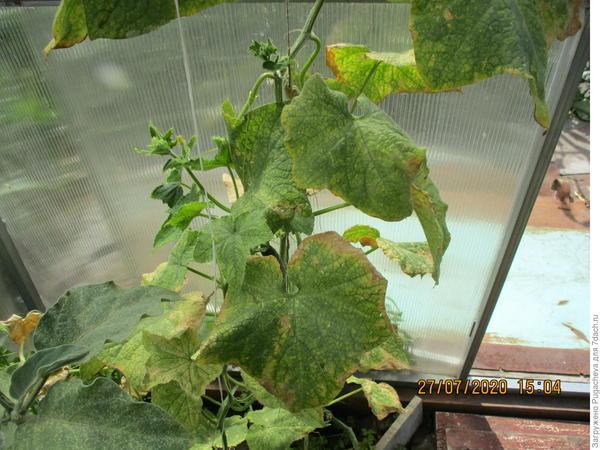 теперь вот как стало