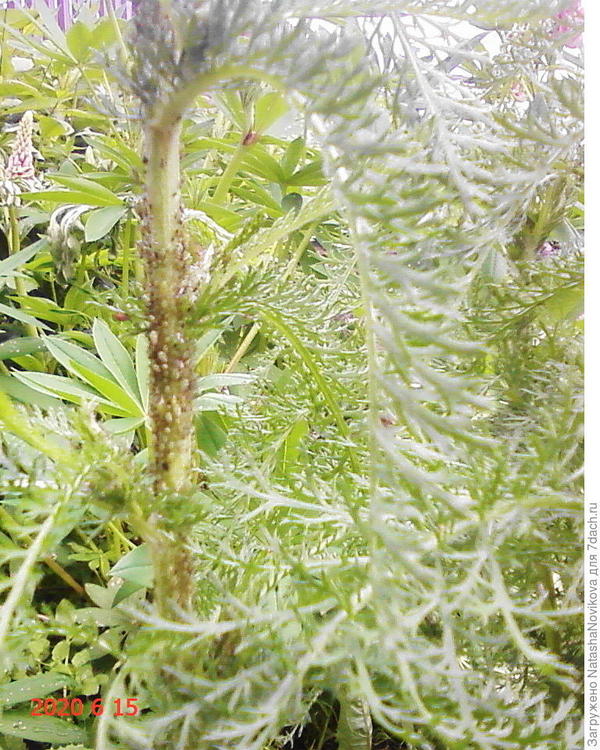 Тля зелёная