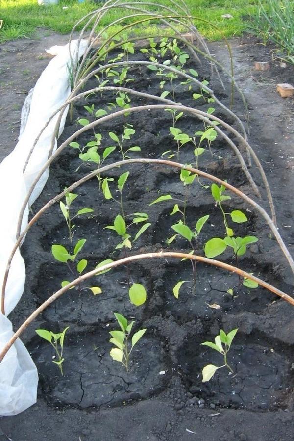 Выращивание баклажанов в открытом грунте. Агротехника, характеристика сортов,фото