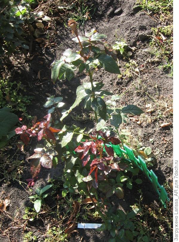 Закустилась к осени