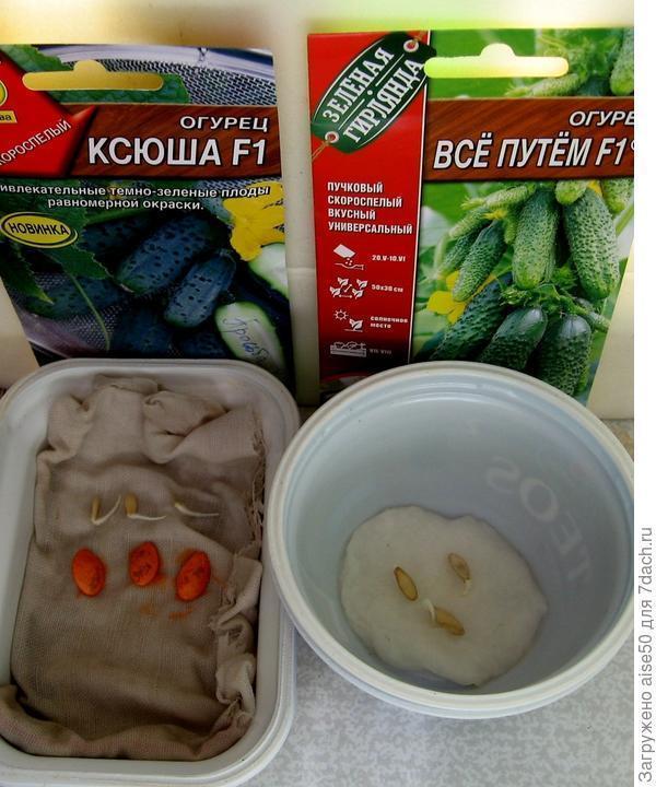 12.06.20 все семена огурца Ксюша F1 (слева) проклюнулись