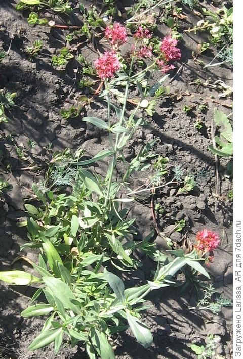 Кентрантус