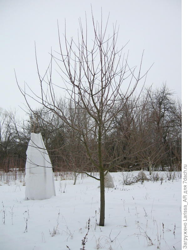 Сейчас сфотала это дерево, сорри за качество, у нас очень пасмурно