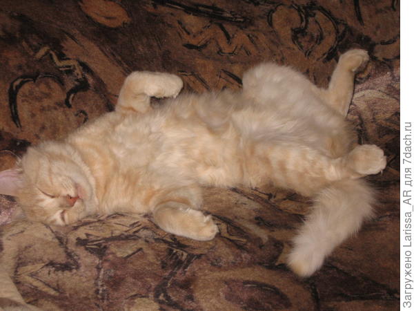 Не беспокоить! Филимон изволит отдыхать))