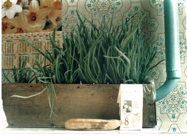 Лук на окне