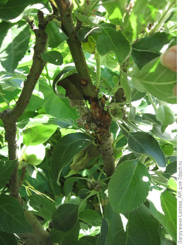 Пострадавшая яблонькааа