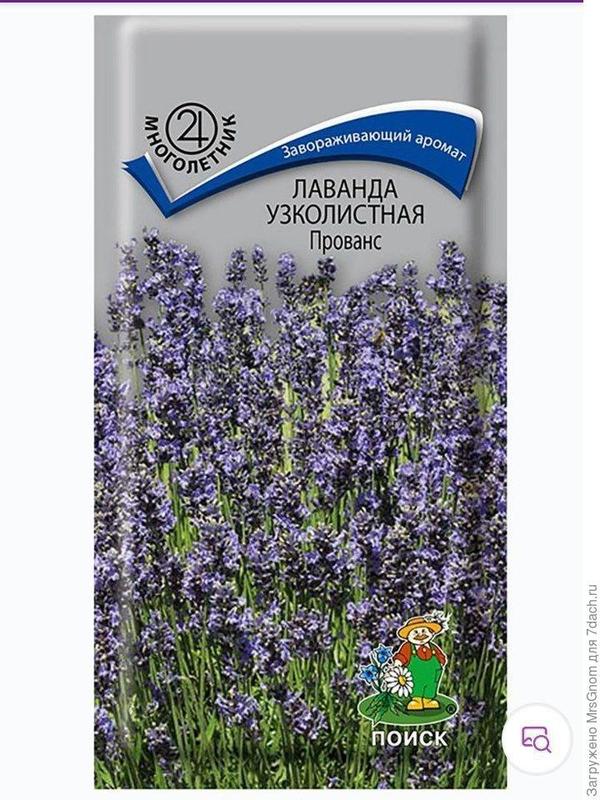 Сорт "прованс"