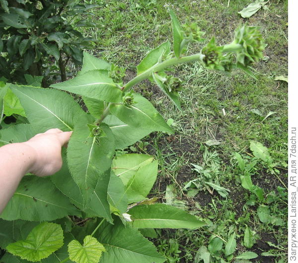 Готовится  цвести