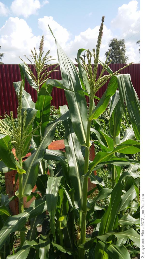 А это наша первая Кукуруза