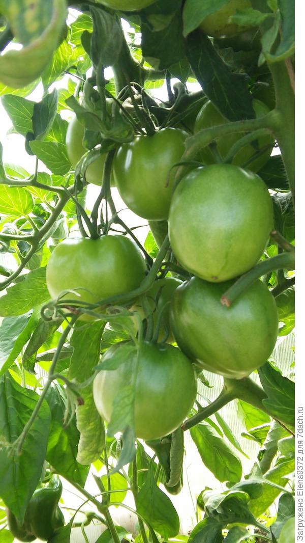 Также есть сорта и покрупнее