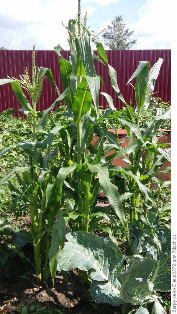 Надеемся будет сладкая