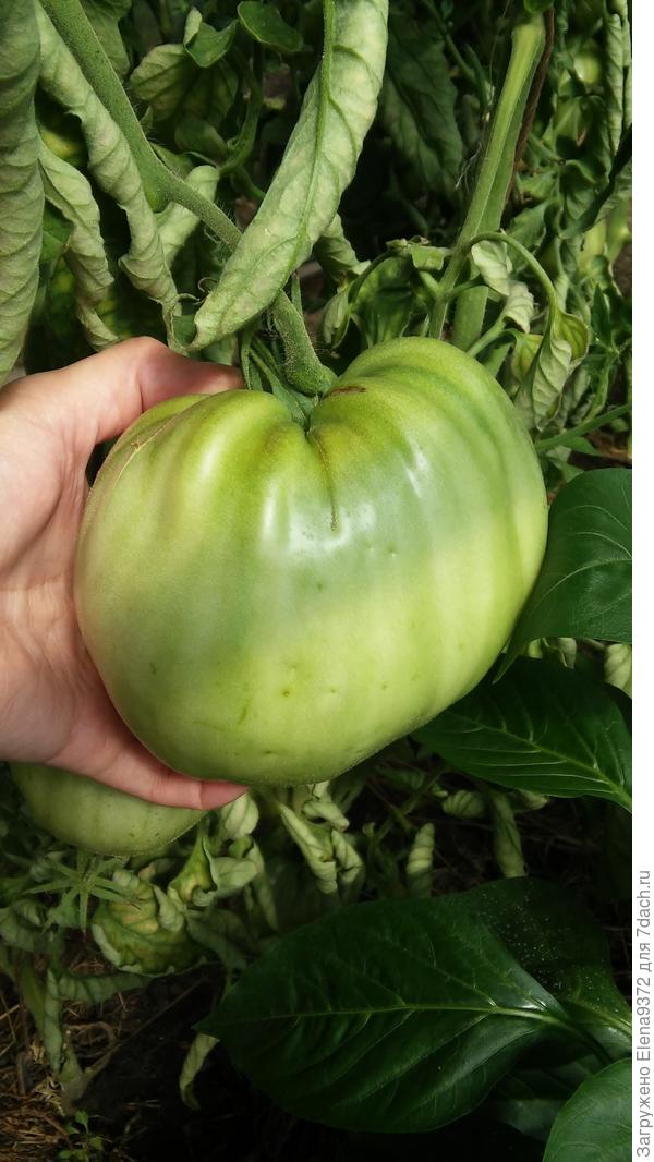 Один из сочных гигантов