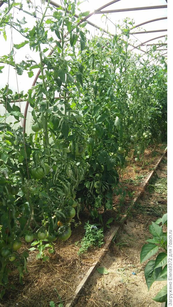 А вот так выглядит общая картина