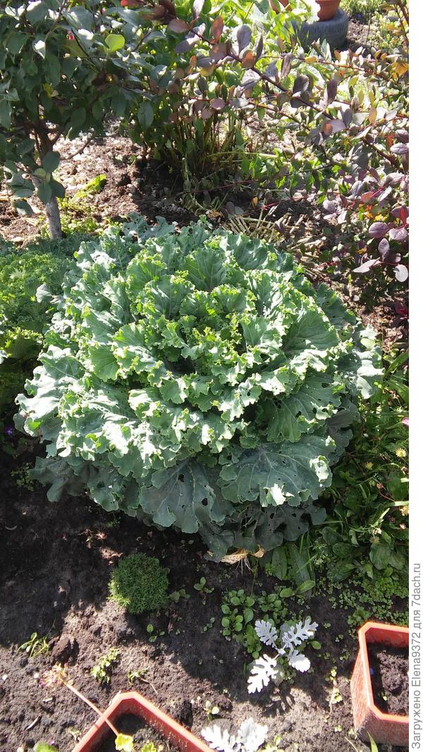 Еще одна красотка