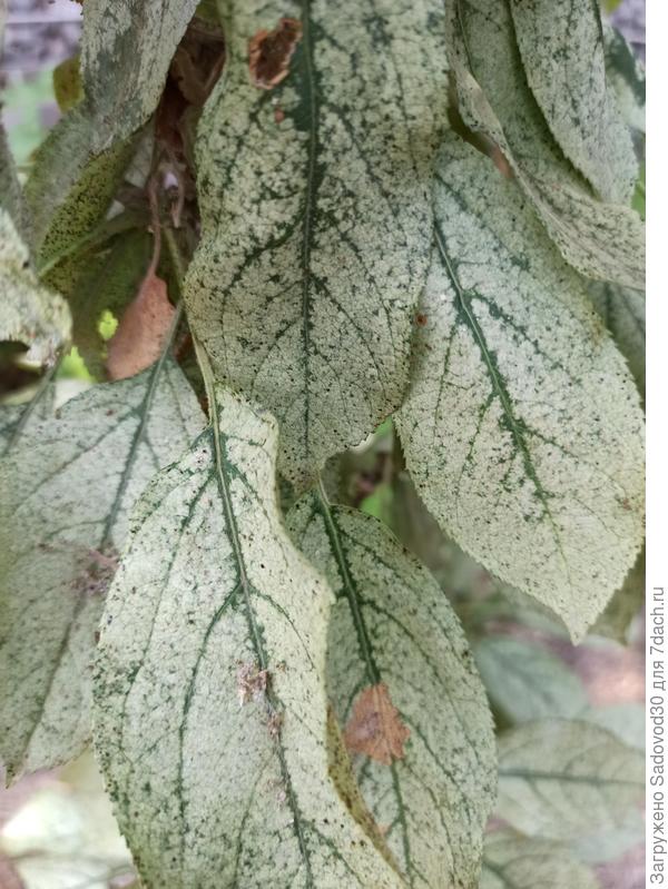 пораженные листья