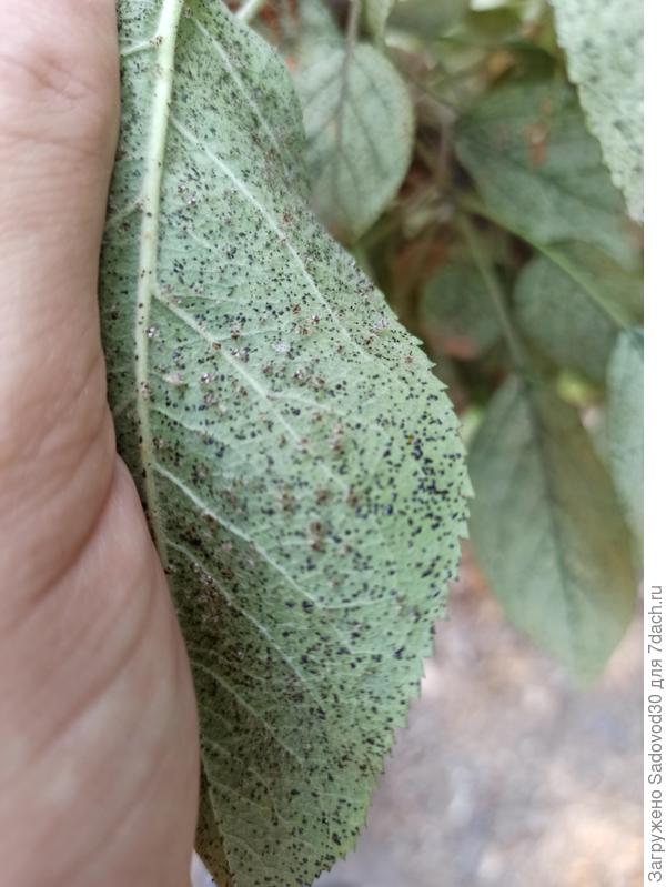 вредитель детектед