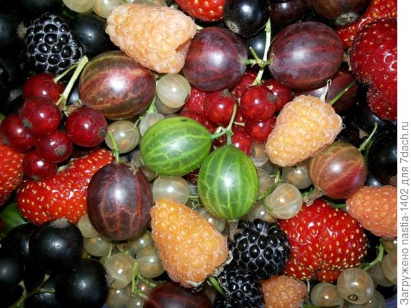 ягоды, выращенные на моем участке