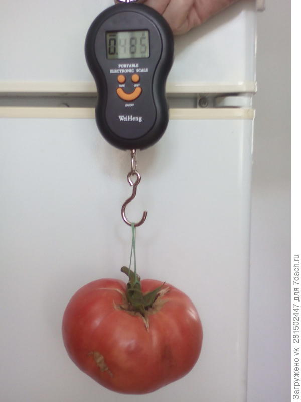 Самый большой помидор и его вес