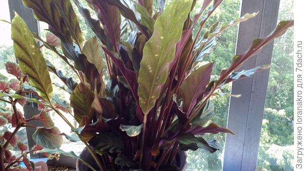 Вот он поближе.