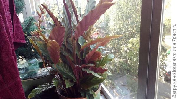 Вот мой незнакомец.