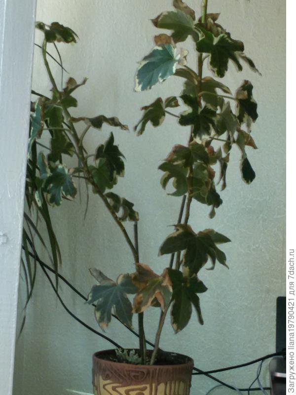 Помогите определить и как вылечить? Листья жухнут и опадают..