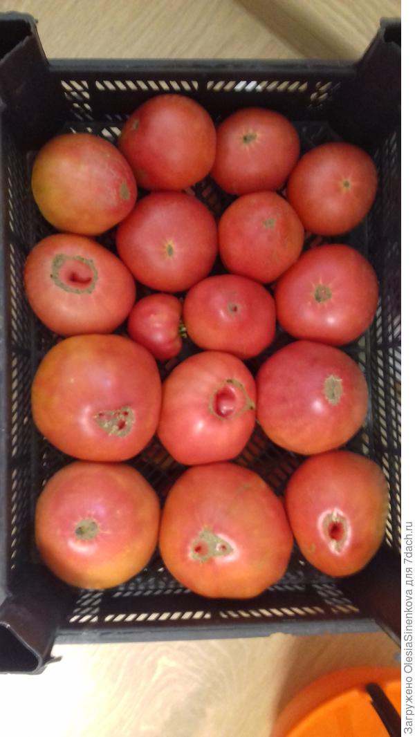 Наше Малиновое Чудо