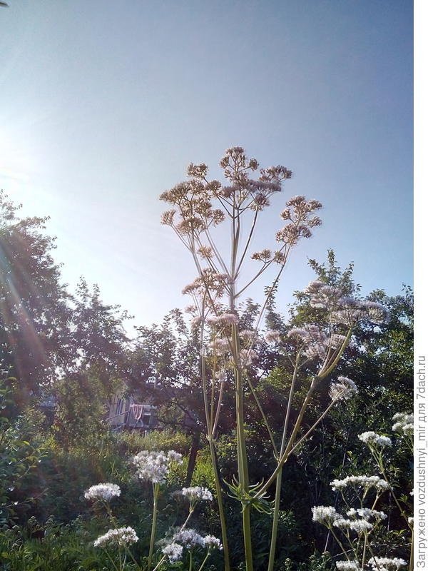 Подскажите, это что?