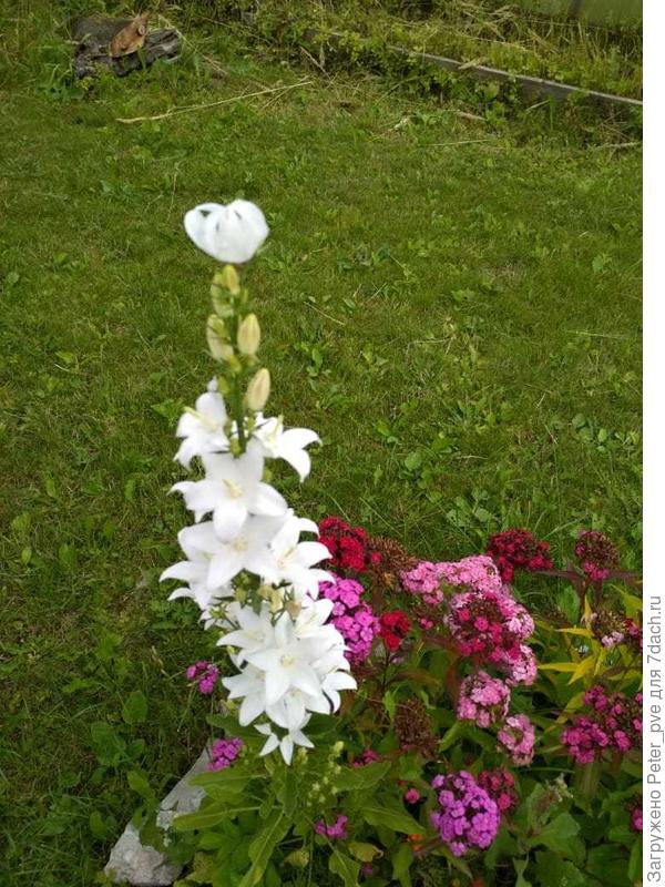 Колокольчик поближе