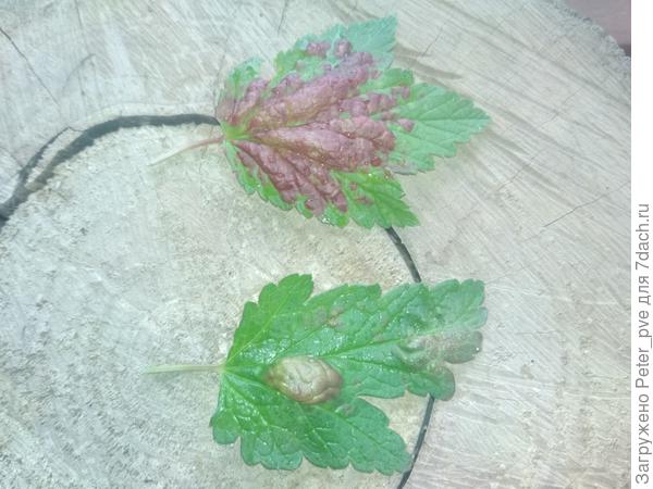 Листья сверху