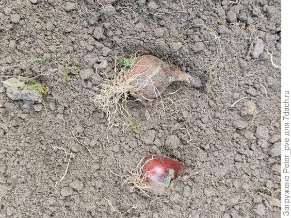 С виду нормальные луковки...