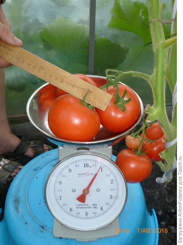 серия малиновое чудо, малиновый сюрприз F1